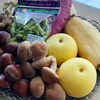 「【秋野菜がぞくぞく入荷中】」