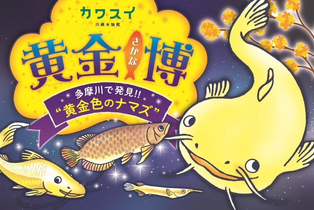 6月30日まで展示中 多摩川で発見された黄金ナマズ たまずん 編集部のつぶやき 川崎 まいぷれ 川崎市