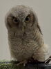 スピックスコノハズク2「🦉新しい家族をお迎えしませんか？」