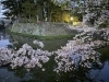 津城跡の堀端の桜「社長ブログ　3年ぶり！」