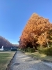 メタセコイヤ並木の紅葉