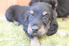 「ミニチュアダックス子犬情報」