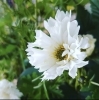 秋桜 –コスモス– | 花職人 emigreenmoon （エミグリーンムーン