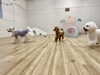 みんなで追いかけっこ「ましゅまろ幼稚園🐾　パート１」