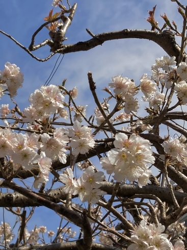 さくらんぼの木が満開です(*^▽^*)！「もうすぐ春のお彼岸です」