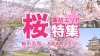 桜・お花見スポット・開花情報【諏訪市・茅野市・岡谷市・下諏訪町