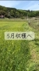 里山の恵み感じる「GWのひとコマ｜麦畑の周りを草刈りしてきました」
