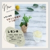 レモン水のうれしい効果「NEWドリンクのお知らせ」