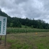第11回　薮川とうもろこし栽培体験記2022　＜岩手県盛岡市＞