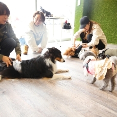 DogRun&Cafe　お犬さまパーク