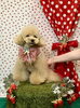 オレオくん「わんことストロベリー🍓」