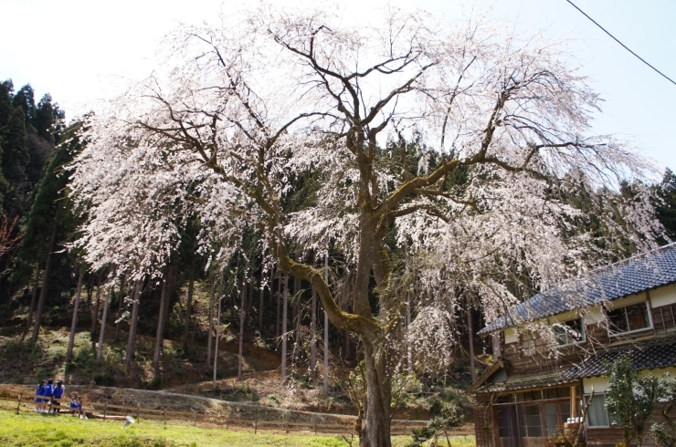 小松市の桜 お花見スポット まいぷれ 小松市