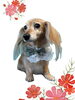 「Dog salon mofu mofu　余市町」
