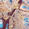 「石切の桜坂を守りたい！老木から若木へ、未来へつなぐクラウドファンディング」