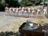 「岡山学芸館高校野球部 甲子園必勝祈願！窪八幡で禊（みそぎ）を行いました。」