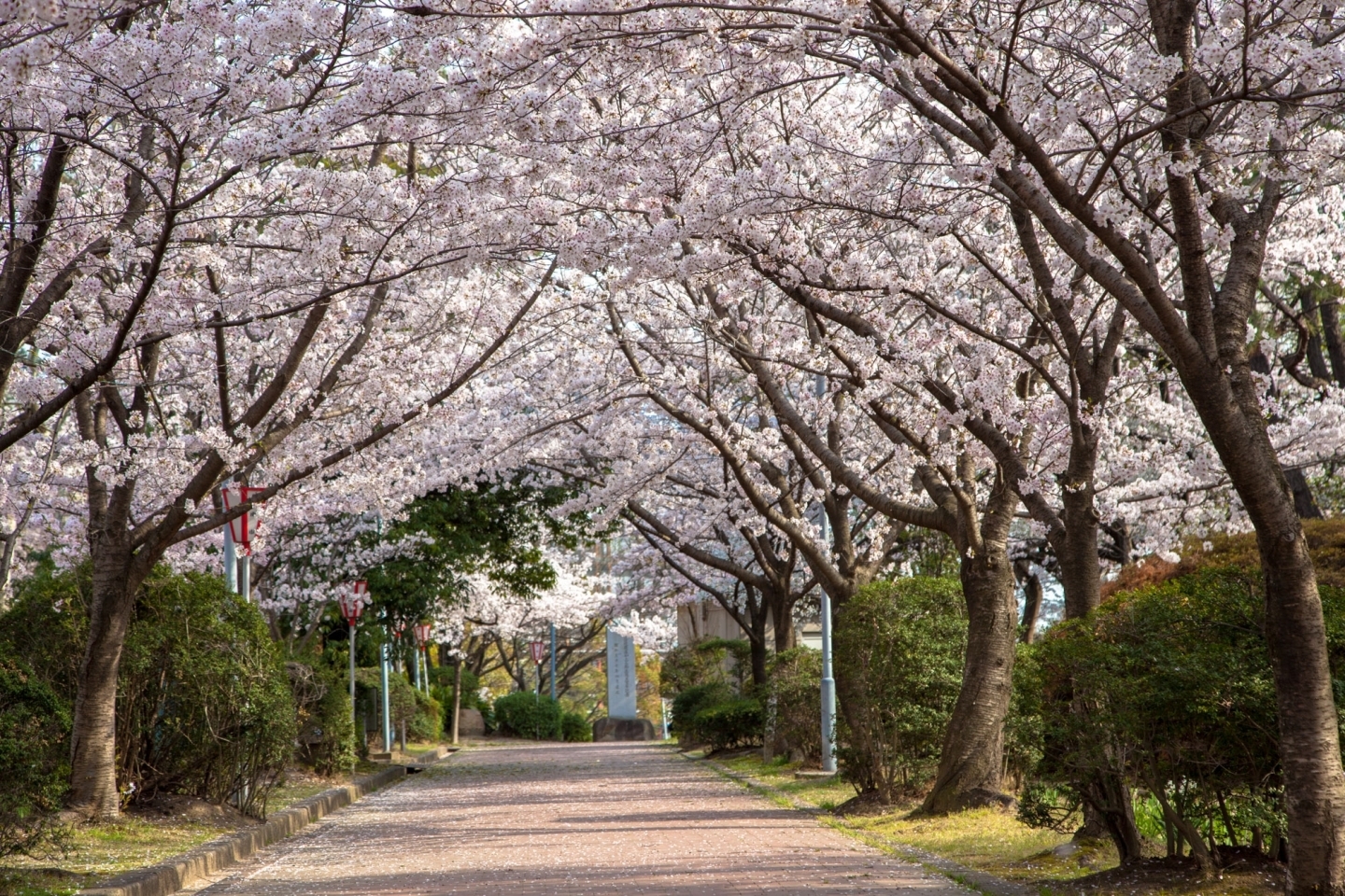 道の両脇に咲き誇る桜が美しい応仁寺