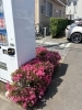 立ち寄りやすい自販機周り🌺✨️「展示場の環境整備を実施しました！スポーツカーが映える植栽と設備のご紹介」