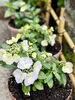 紫陽花「本日の境内の様子です」