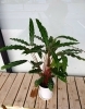 カラテア「観葉植物豊富です♪」