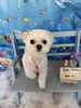 「🐬7月もありがとうございました！8月のご予約受付中です🐶✂️」