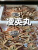 ズワイガニ「鮮魚入荷致しました」