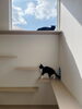 キャットウォークから外を眺められる窓「「猫と一緒に、気持ちよく暮らしたい」から始まった家づくり― 岡山の工務店が手がけた注文住宅の施工事例 ―」