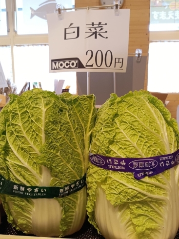 苫小牧　白菜「ＭＯＣＯ＋地産地消 推進中！」