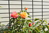 アンネのバラ「引揚記念公園のツツジも見頃です🌺」