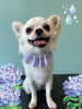 「Dog salon mofu mofu　余市町」
