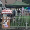 保護犬譲渡会を行いました わんにゃんspot リアンのニュース まいぷれ 三島