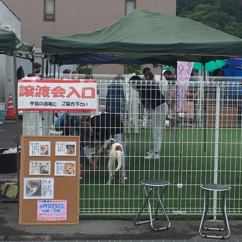 沢山の方が保護犬達と触れ合えました(^▽^)「保護犬譲渡会を行いました(^▽^)」