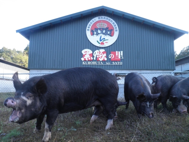 霧島のブランド豚『薩摩の黒い宝石』「『鹿児島ぱくぱく餃子万博』開催決定‼️」