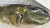 「魚魚市場鮮魚コーナーおすすめは「長崎県産シビマグロ」です♪」