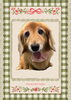 「Dog salon mofu mofu　余市町」