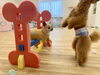 米ちゃん😱　前で立ってるのは…とわくん😆「ましゅまろ幼稚園🐾　金曜日パート2」