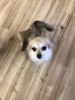おやつ待ち♡ラムちゃん「ましゅまろ幼稚園　^ - ^」