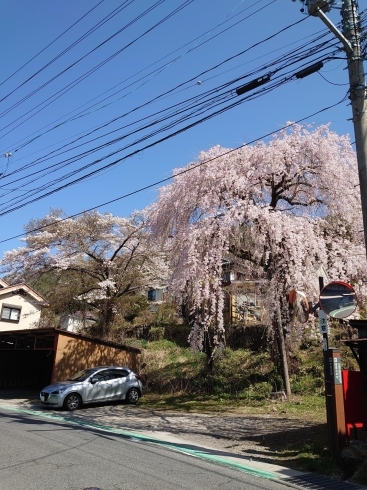 「枝垂れ桜」