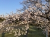桜が満開です！！「桜🌸が散り始めました、今です！！幸運を呼ぶ“桜キャッチ”🌸」