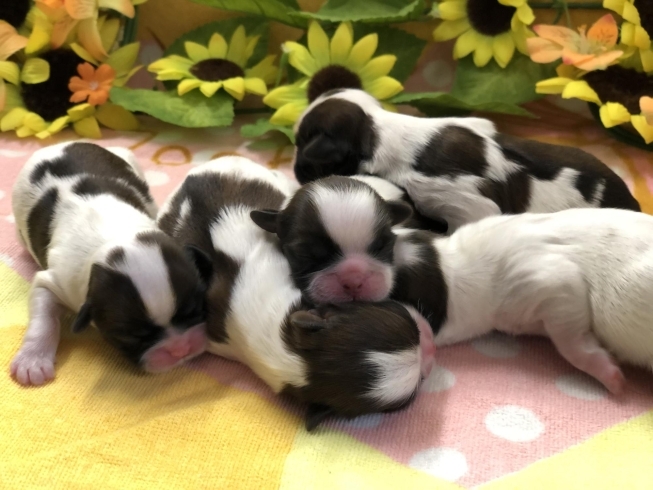 シーズー赤ちゃん 生まれました ドッグライフ エルムのニュース まいぷれ 出雲 シーズー赤ちゃん 生まれました ドッグライフ エルムのニュース まいぷれ 出雲