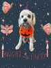 「Dog salon mofu mofu　余市町」