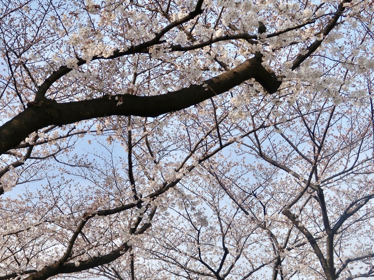 亀有 青戸周辺の人気お花見スポット19 桜名所 葛飾区内の人気お花見スポット19 桜名所 まいぷれ 葛飾区 亀有 青戸周辺の人気お花見スポット19 桜名所 葛飾区内の人気お花見スポット19 桜名所 まいぷれ 葛飾区