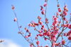 「春とキャンプと咲かない桜」
