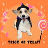 「Dog salon mofu mofu　余市町」