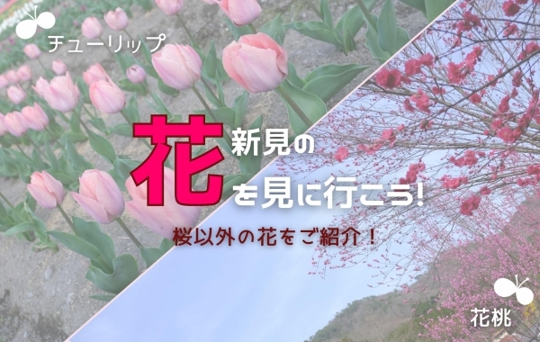 桜以外もある！！新見の花々2024