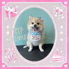 「Dog salon mofu mofu　余市町」