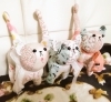 「☆12月～1月予定☆」