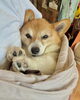 Today's hug「4月4日(土) もりのきより（小樽 ゲストハウス)」