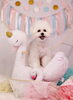 「Anniversary photo　(*´ω｀*)」