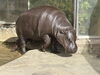 コビトカバ「動物園の中にある水族館を見てみよう！/アクアリウムの事ならアクアデザインブルース/水槽レンタルとプロデュース/生き物のプロ」