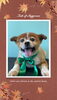 「Dog salon mofu mofu　余市町」